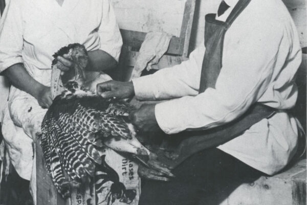 Isaac and Mary Scott plucking a turkey